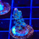 TSA Twisted Sister Acropora Coral