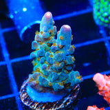 TSA Twisted Sister Acropora Coral