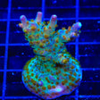 TSA Twisted Sister Acropora Coral