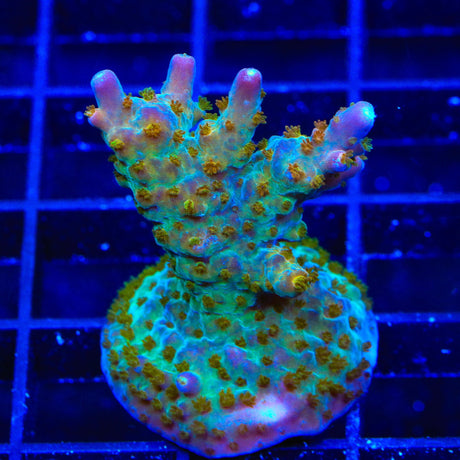 TSA Twisted Sister Acropora Coral