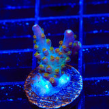 TSA Twisted Sister Acropora Coral