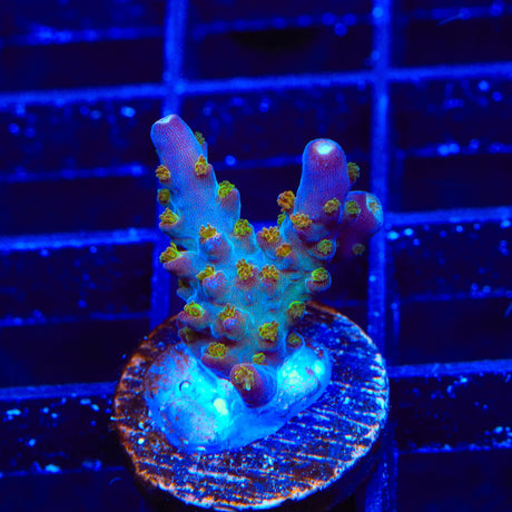 TSA Twisted Sister Acropora Coral