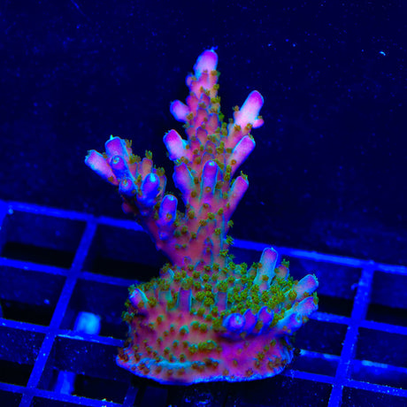 TSA Twisted Sister Acropora XL Frag Coral