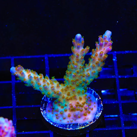 TSA Twisted Sister Acropora XL Frag Coral