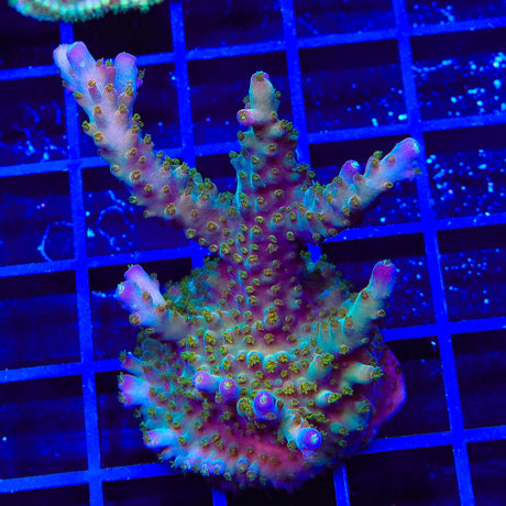 TSA Twisted Sister Acropora XL Frag Coral