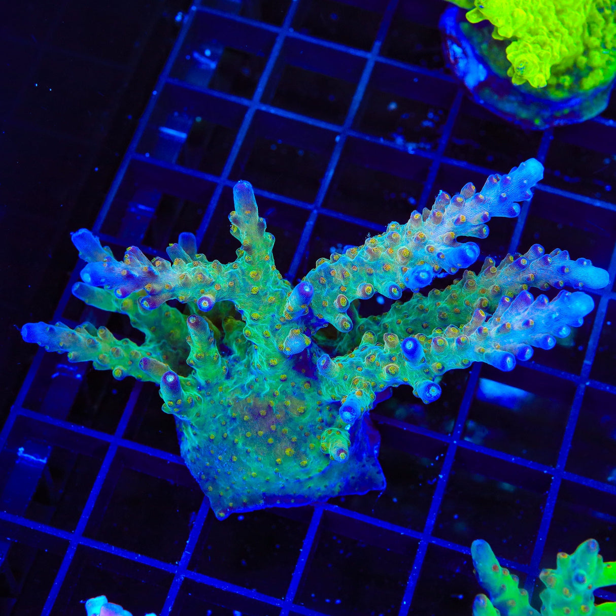 TSA Twisted Sister Acropora XL Frag Coral