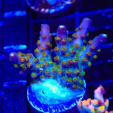 TSA Twisted Sister Acropora XL Frag Coral