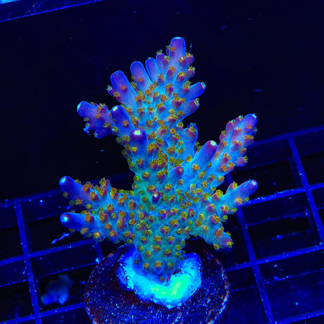 TSA Twisted Sister Acropora XL Frag Coral