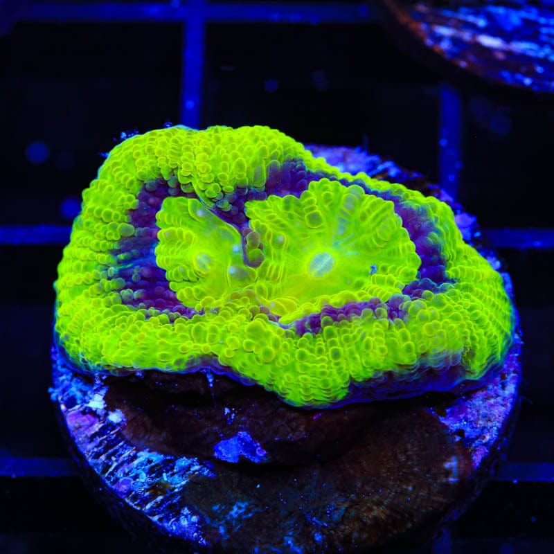 TSA UFO Favia Coral
