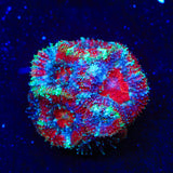 TSA Uncle Same Micromussa Acan Coral