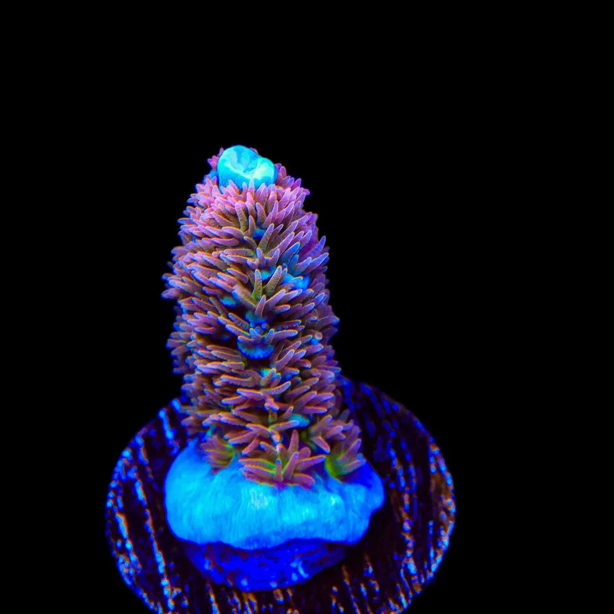 TSA Unity Tenuis Acropora Coral