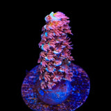TSA Unity Tenuis Acropora Coral