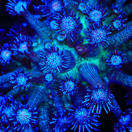 TSA Venom Goniopora Coral