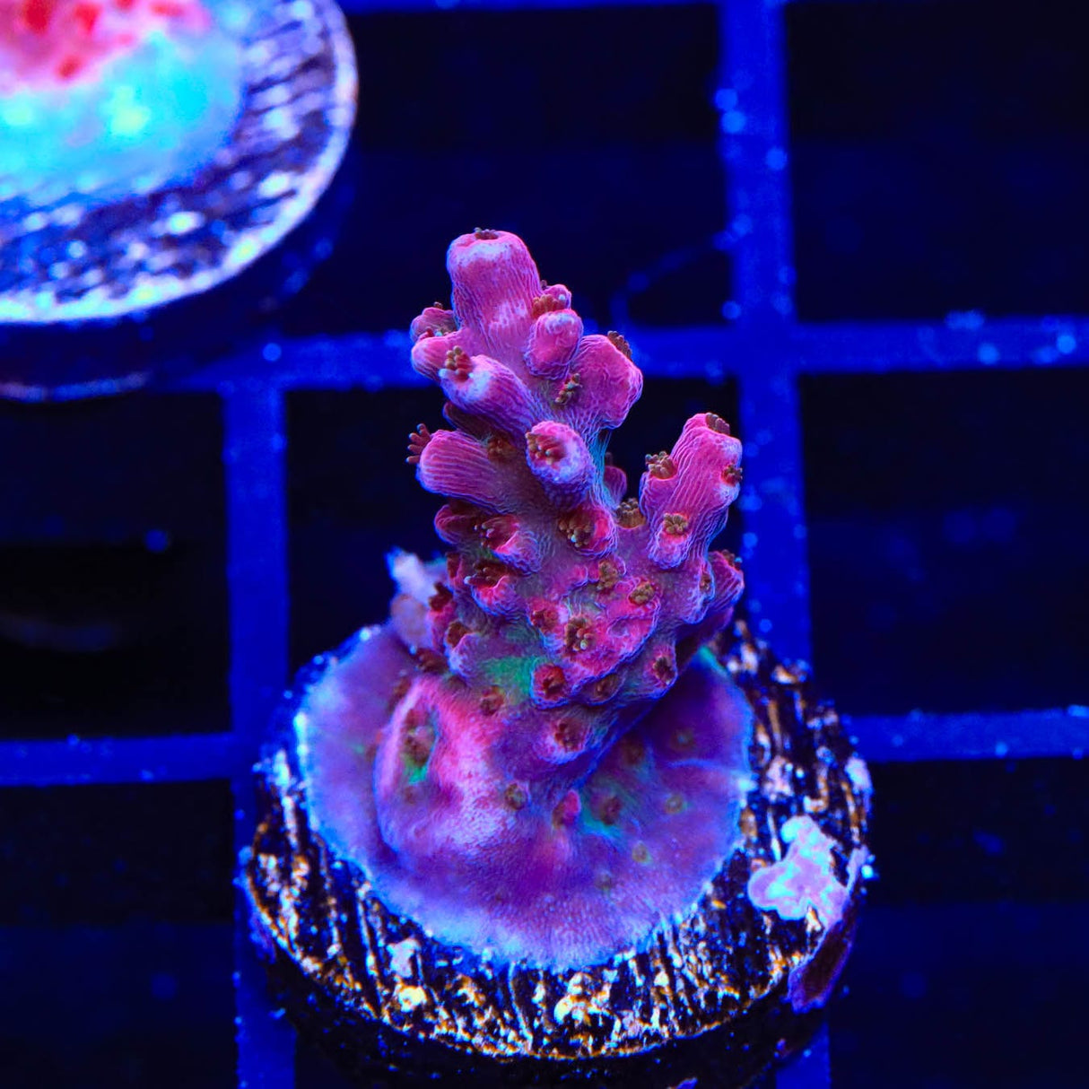 TSA Victoria Secret Acropora Coral