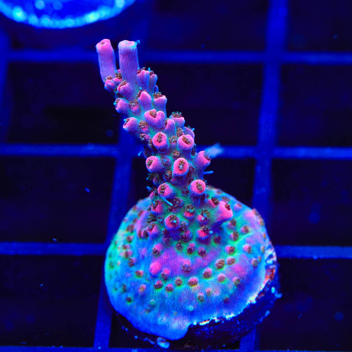TSA Victoria Secret Acropora Coral