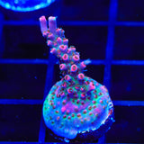 TSA Victoria Secret Acropora Coral