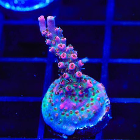 TSA Victoria Secret Acropora Coral