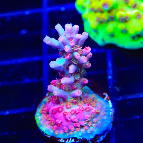 TSA Victoria Secret Acropora Coral