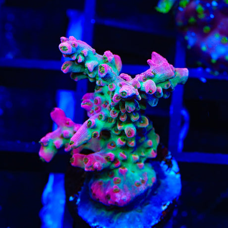 TSA Victoria Secret Acropora Coral