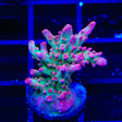TSA Victoria Secret Acropora Coral