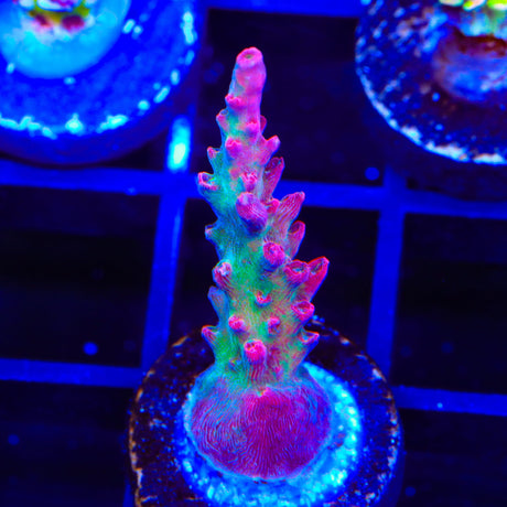 TSA Victoria Secret Acropora Coral