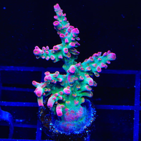 TSA Victoria Secret Acropora Coral