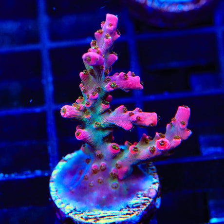 TSA Victoria Secret Acropora XL Frag Coral