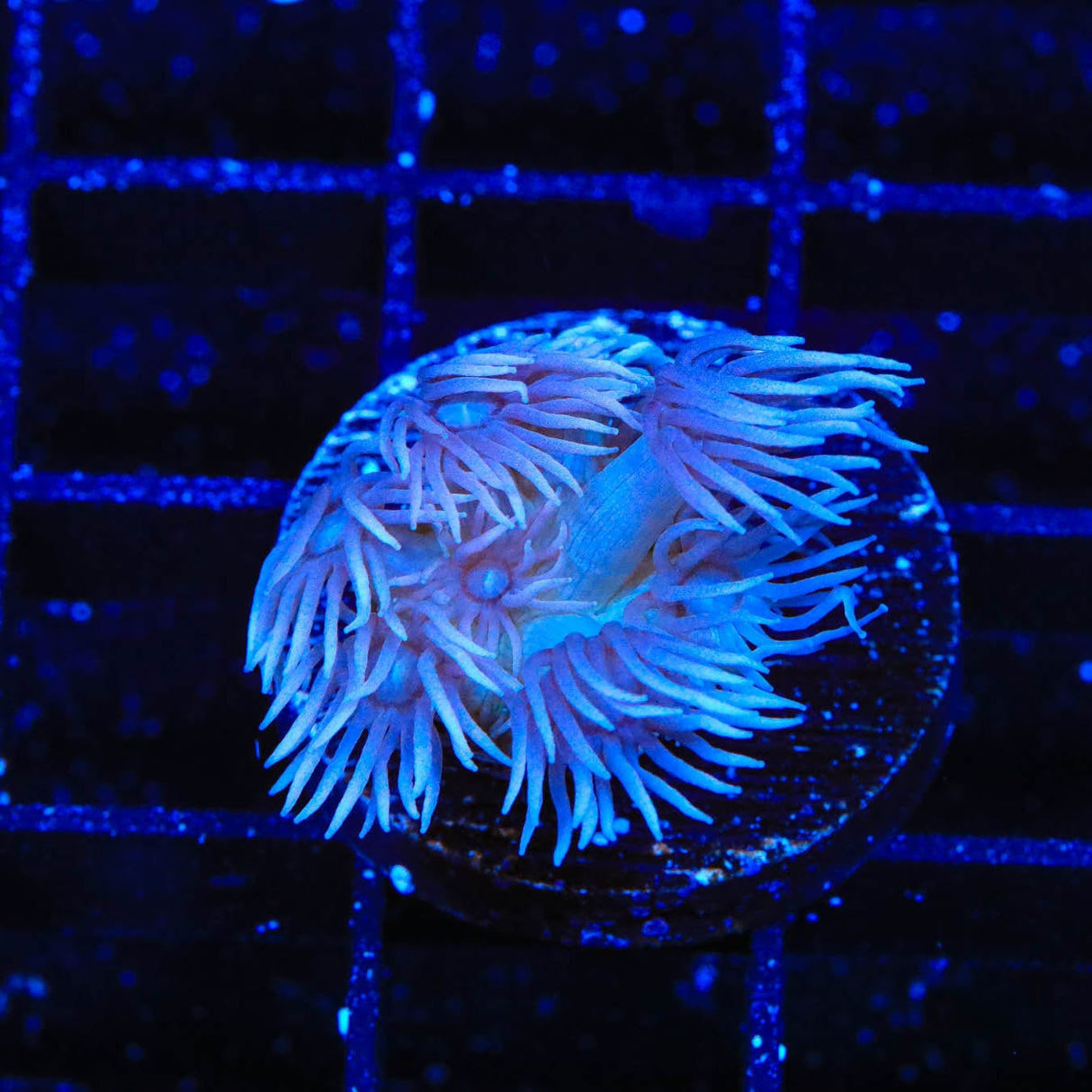 TSA Violet Goniopora Coral