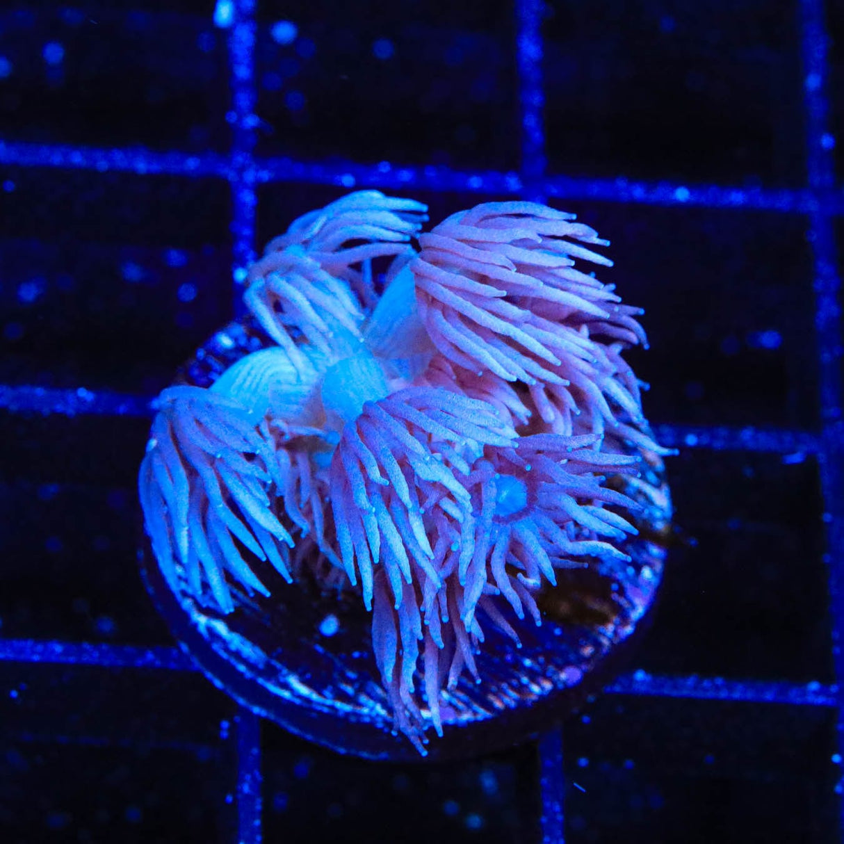 TSA Violet Goniopora Coral