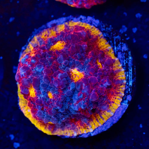 TSA Volcano Rainbow Chalice Coral