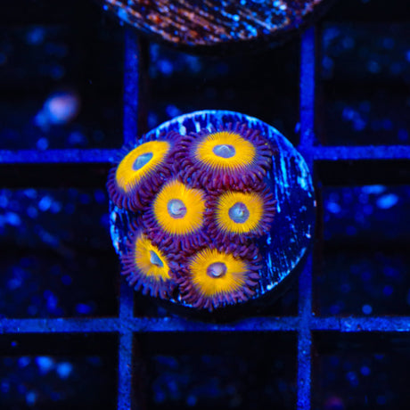TSA Vulcan Blood Zoanthids Coral