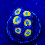 TSA Vulcan Blood Zoanthids Coral