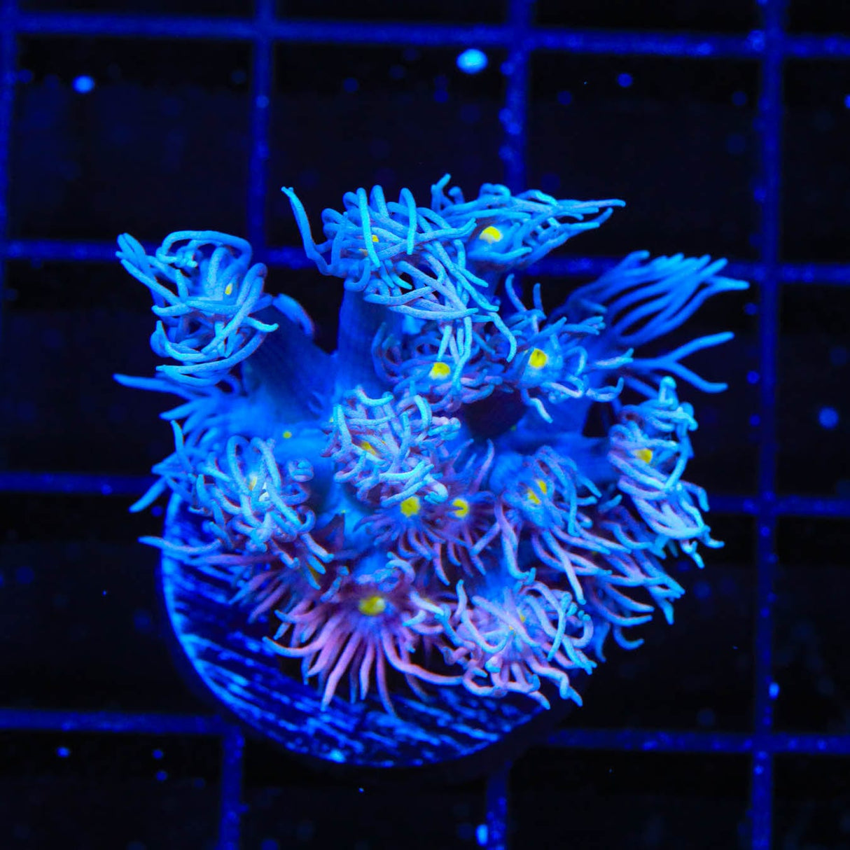 TSA Waluigi Goniopora Coral