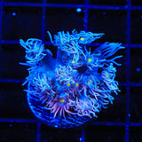 TSA Waluigi Goniopora Coral