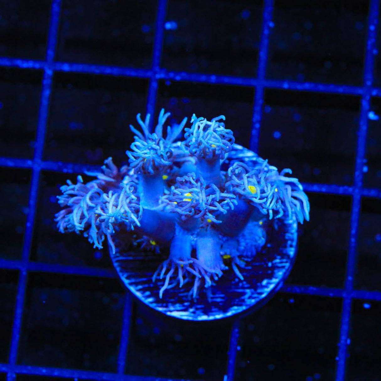 TSA Waluigi Goniopora Coral