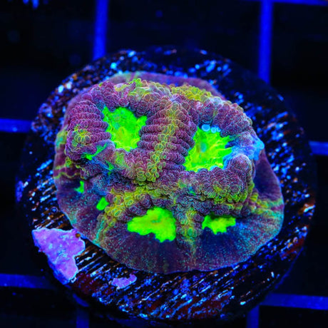 TSA Warp Speed Favia Coral