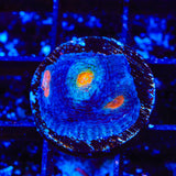 TSA Warp Zone Echinata Coral