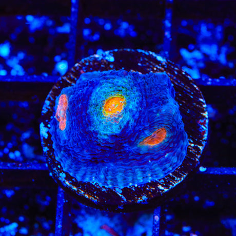 TSA Warp Zone Echinata Coral