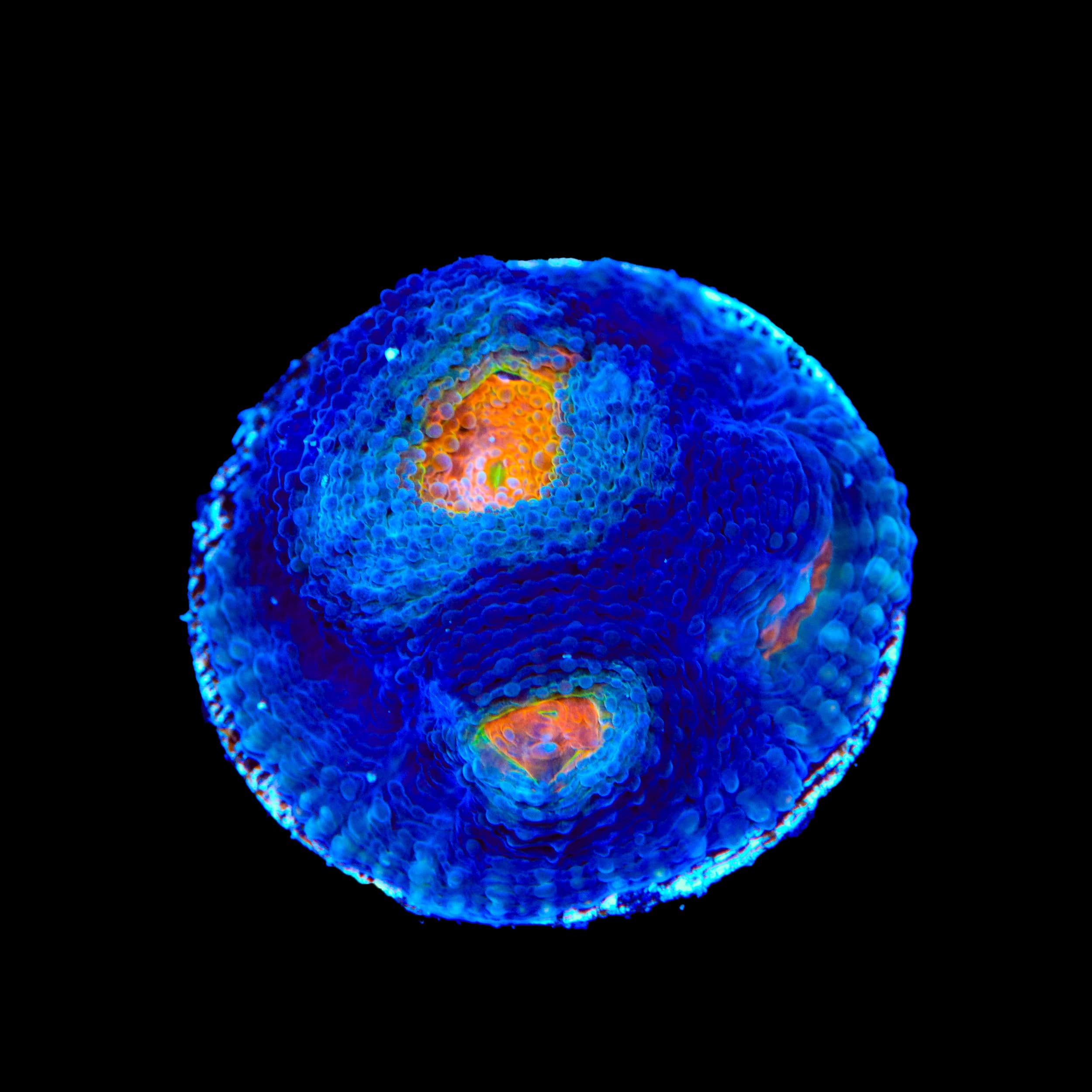 TSA Warp Zone Echinata Coral