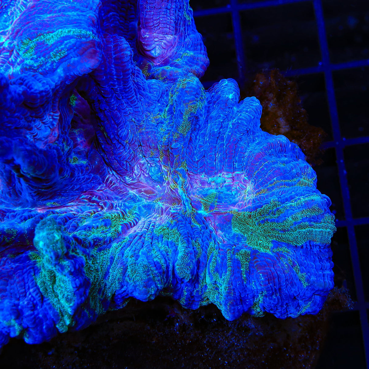TSA Water Bender Pectinia Coral