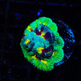 TSA Watergate Salad Favia Coral