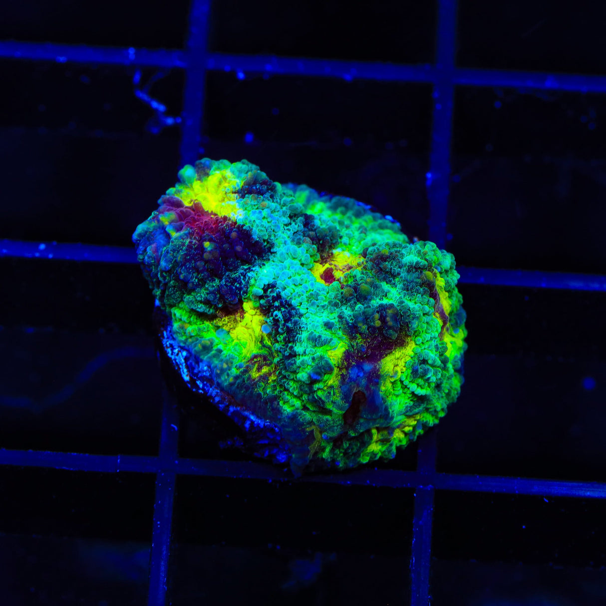 TSA Watergate Salad Favia Coral