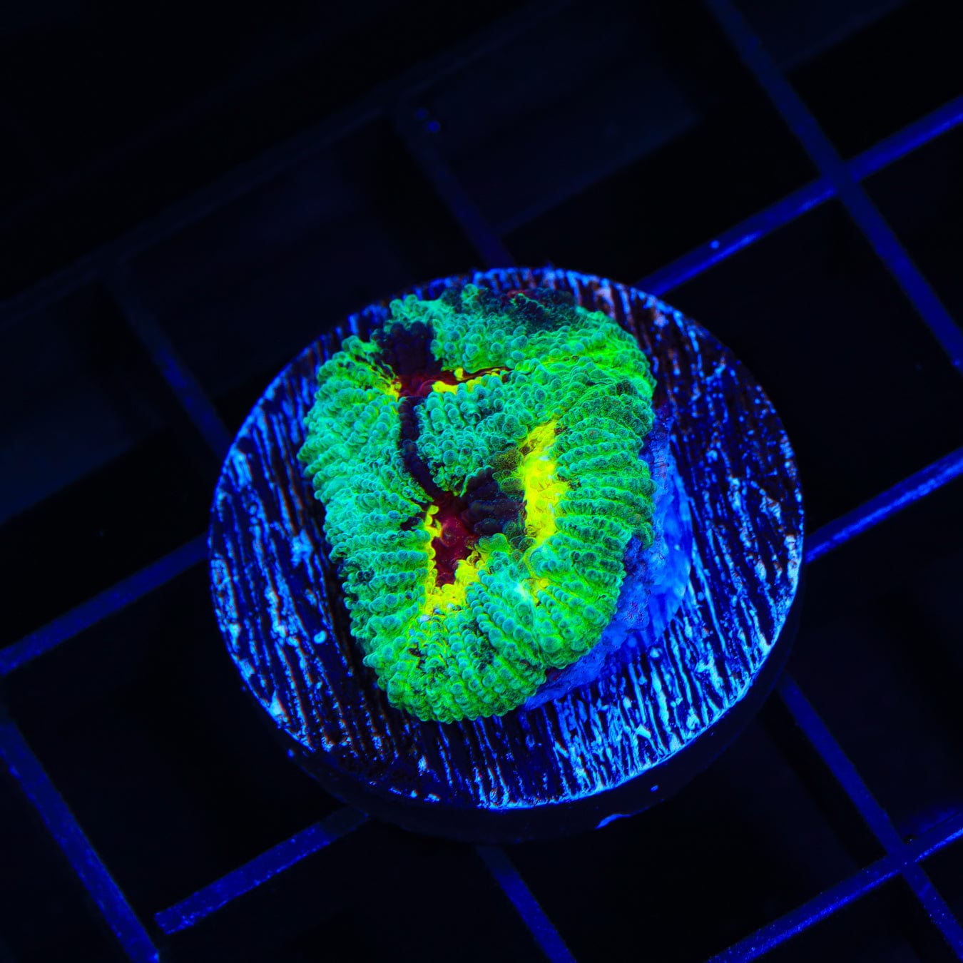 TSA Watergate Salad Favia Coral