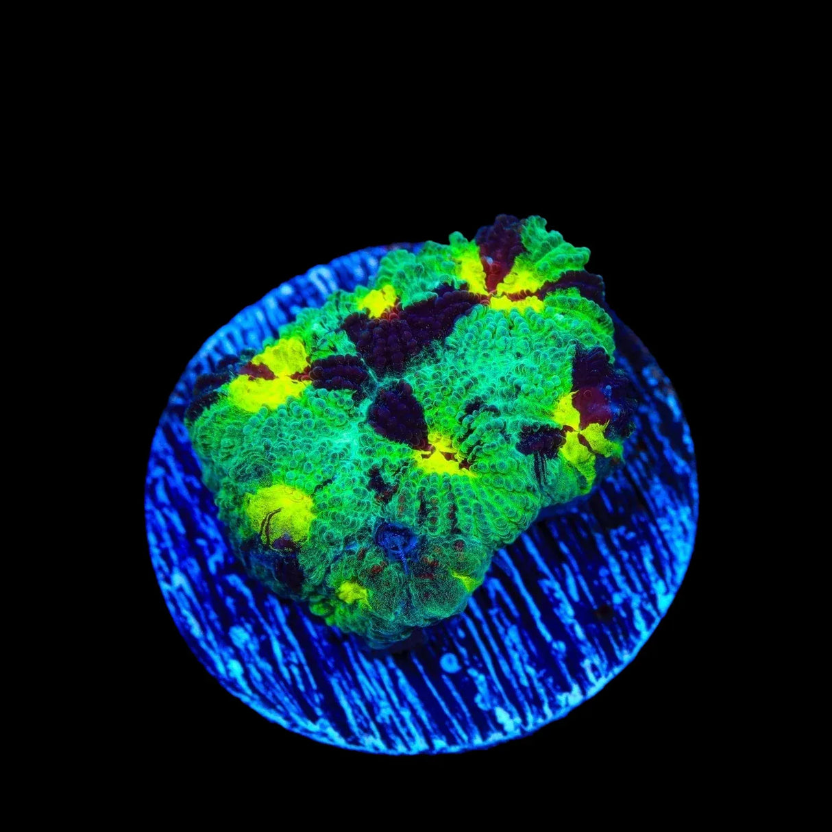 TSA Watergate Salad Favia Coral