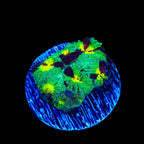 TSA Watergate Salad Favia Coral