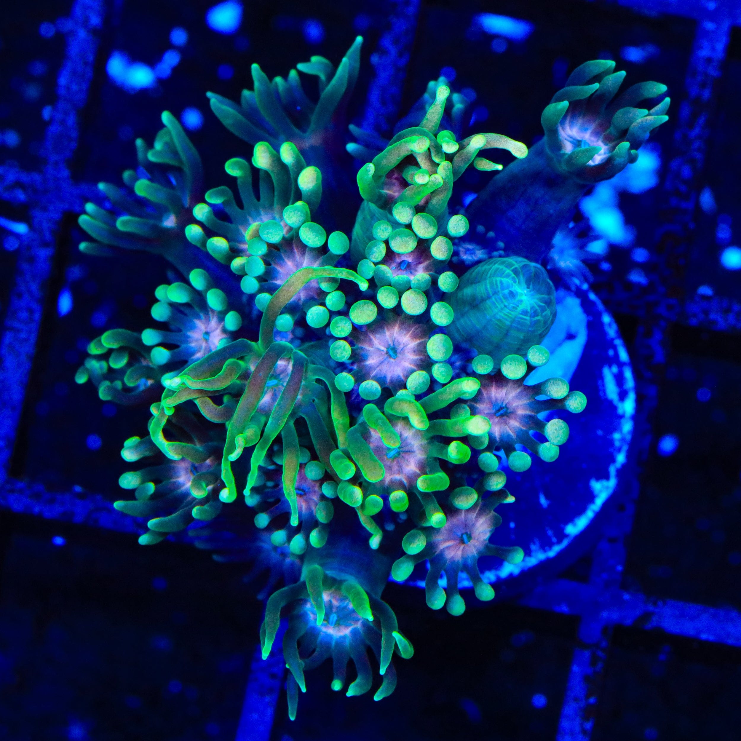 TSA Watermelon Punch Goniopora Coral – Top Shelf Aquatics