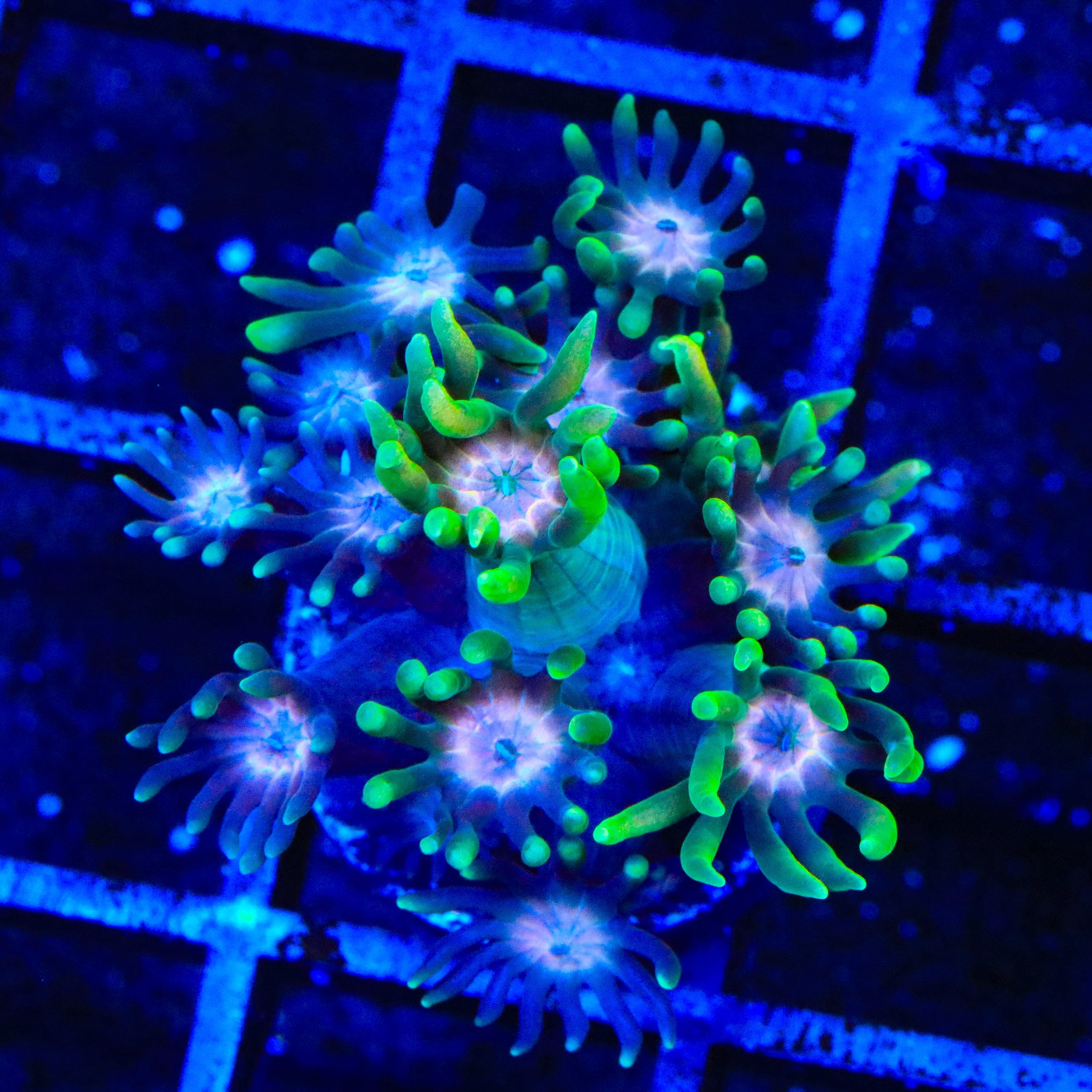 TSA Watermelon Punch Goniopora Coral – Top Shelf Aquatics