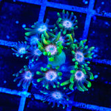 TSA Watermelon Punch Goniopora Coral