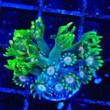 TSA Watermelon Punch Goniopora Coral