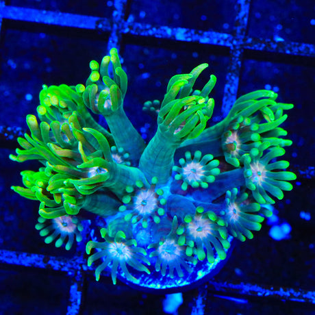 TSA Watermelon Punch Goniopora Coral